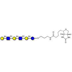 Para-Lacto-N-neohexaose (Para-LNnH) linked to biotin (Linker-BT B)
