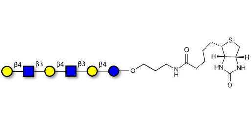 Para-Lacto-N-neohexaose (Para-LNnH) linked to biotin (Linker-BT B)