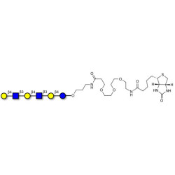 Para-Lacto-N-neohexaose (Para-LNnH) linked to biotin (Linker-BT C)