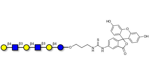 Para-Lacto-N-neohexaose (Para-LNnH) linked to fluorescein (Linker-FLUO A)