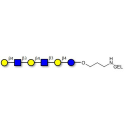 Para-Lacto-N-neohexaose (Para-LNnH) grafted on gel for affinity chromatography (Linker-GEL B)