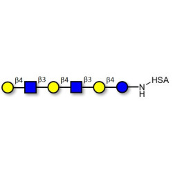 Para-Lacto-N-neohexaose (Para-LNnH) grafted on HSA