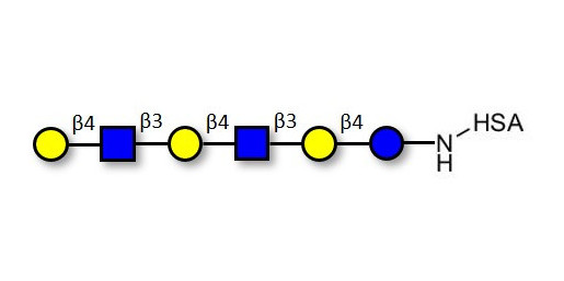 Para-Lacto-N-neohexaose (Para-LNnH) grafted on HSA