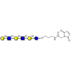 Para-Lacto-N-neohexaose (Para-LNnH) linked to maleimide (Linker-MAL A)