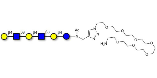 Para-Lacto-N-neohexaose (Para-LNnH) with free terminal amine (Linker-NH2 C)