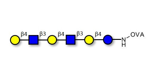 Para-Lacto-N-neohexaose (Para-LNnH) grafted on OVA