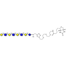 Lacto-N-neooctaose (LNnO) linked to biotin (Linker-BT A)