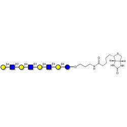 Lacto-N-neooctaose (LNnO) linked to biotin (Linker-BT B)