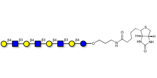 Lacto-N-neooctaose (LNnO) linked to biotin (Linker-BT B)