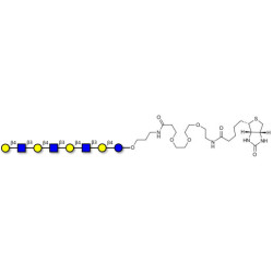 Lacto-N-neooctaose (LNnO) linked to biotin (Linker-BT C)