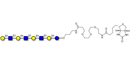 Lacto-N-neooctaose (LNnO) linked to biotin (Linker-BT C)