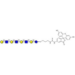 Lacto-N-neooctaose (LNnO) linked to fluorescein (Linker-FLUO A)