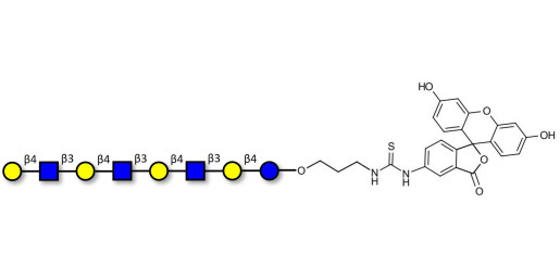 Lacto-N-neooctaose (LNnO) linked to fluorescein (Linker-FLUO A)