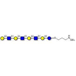 Lacto-N-neooctaose (LNnO) grafted on gel for affinity chromatography (Linker-GEL B)