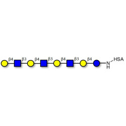 Lacto-N-neooctaose (LNnO) grafted on HSA
