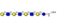 Lacto-N-neooctaose (LNnO)...