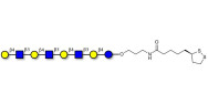 Lacto-N-neooctaose (LNnO)...