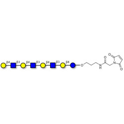 Lacto-N-neooctaose (LNnO) linked to maleimide (Linker-MAL A)