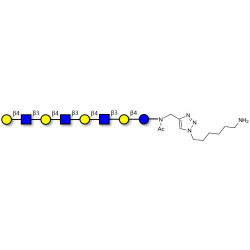 Lacto-N-neooctaose (LNnO) with free terminal amine (Linker-NH2 D)