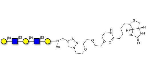 Galacto-N-neopentaose linked to biotin (Linker-BT A) - Di LAcNac Gal