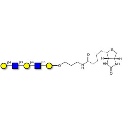 Galacto-N-neopentaose linked to biotin (Linker-BT B)