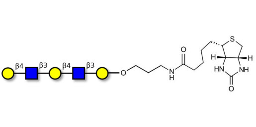 Galacto-N-neopentaose linked to biotin (Linker-BT B) - Di LAcNac Gal