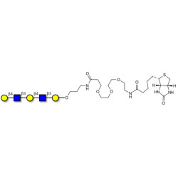 Galacto-N-neopentaose linked to biotin (Linker-BT C)