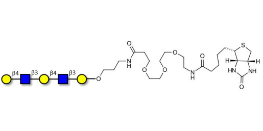 Galacto-N-neopentaose linked to biotin (Linker-BT C) - Di LAcNac Gal