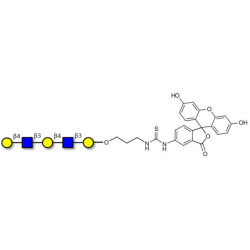 Galacto-N-neopentaose linked to fluorescein (Linker-FLUO A)