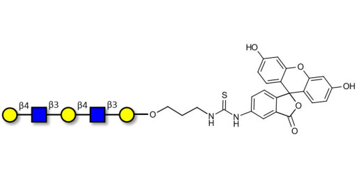 Galacto-N-neopentaose linked to fluorescein (Linker-FLUO A) - Di LAcNac Gal