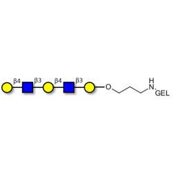 Galacto-N-neopentaose grafted on gel for affinity chromatography (Linker-GEL B)