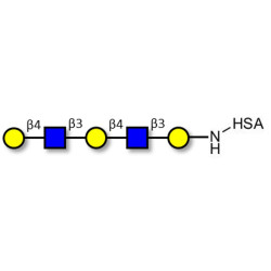 Galacto-N-neopentaose grafted on HSA