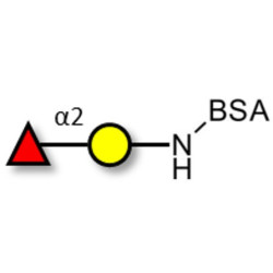 Blood group H antigen disaccharide grafted on BSA