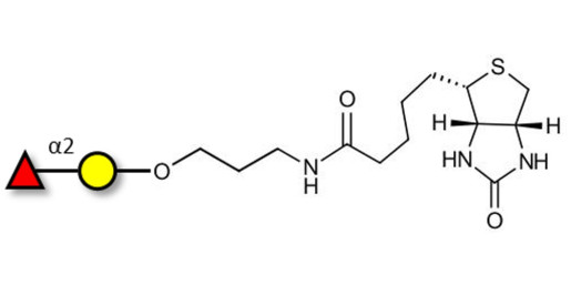Blood group H antigen disaccharide linked to biotin (Linker-BT B)