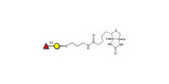 Blood group H antigen...