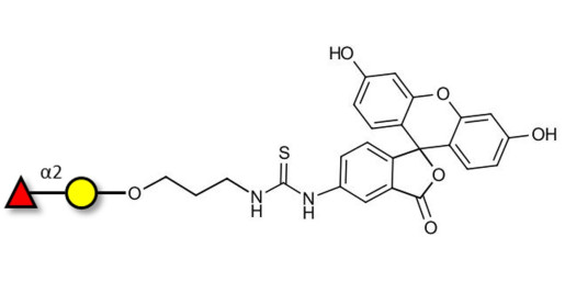 Blood group H antigen disaccharide linked to fluorescein (Linker-FLUO A)