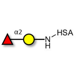 Blood group H antigen disaccharide grafted on HSA