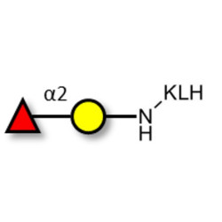 Blood group H antigen disaccharide grafted on KLH