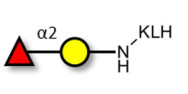 Blood group H antigen...
