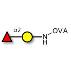 Blood group H antigen disaccharide grafted on OVA