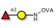 Blood group H antigen...