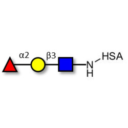 Blood group H antigen triose type 1 grafted on HSA