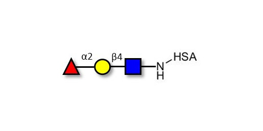 Blood group H antigen triose type 2 grafted on HSA