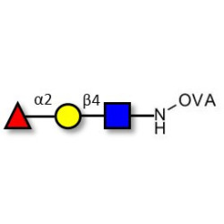 Blood group H antigen triose type 2 grafted on OVA