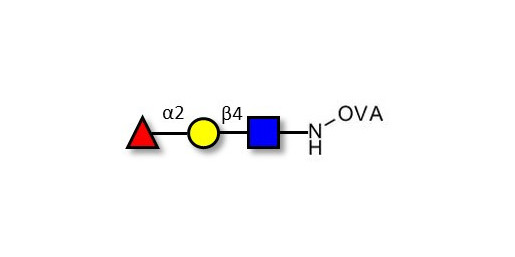 Blood group H antigen triose type 2 grafted on OVA