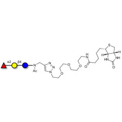 Blood group H antigen triose type 6 / 2’-Fucosyllactose (2'-FL) linked to biotin (Linker-BT A)