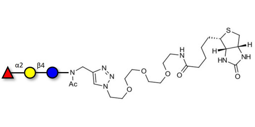 Blood group H antigen triose type 6 / 2’-Fucosyllactose (2'-FL) linked to biotin (Linker-BT A) - GLY031-3-NAc-sp3-Bt