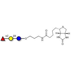 Blood group H antigen triose type 6 / 2’-Fucosyllactose (2'-FL) linked to biotin (Linker-BT B)