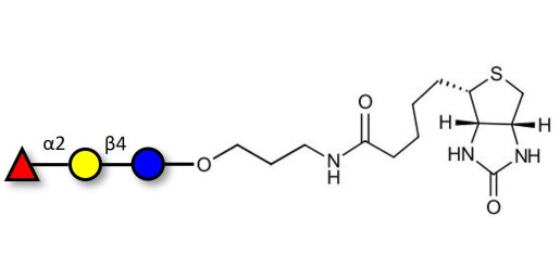 Blood group H antigen triose type 6 / 2’-Fucosyllactose (2'-FL) linked to biotin (Linker-BT B)