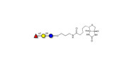 Blood group H antigen...